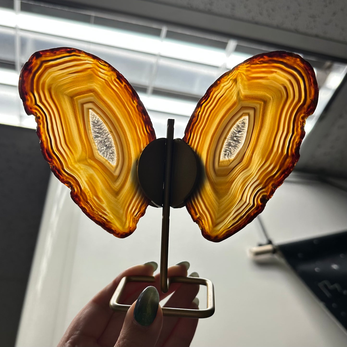 Set vlinders oranje/bruin