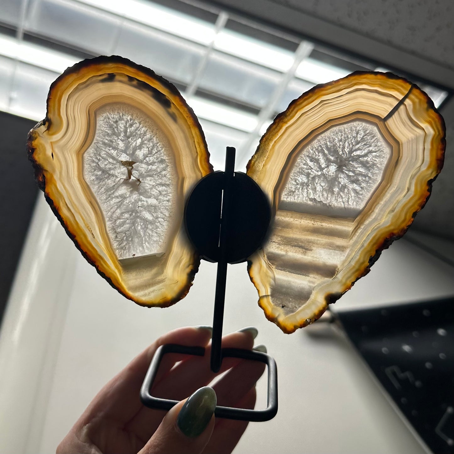 Set vlinders grijs/bruin