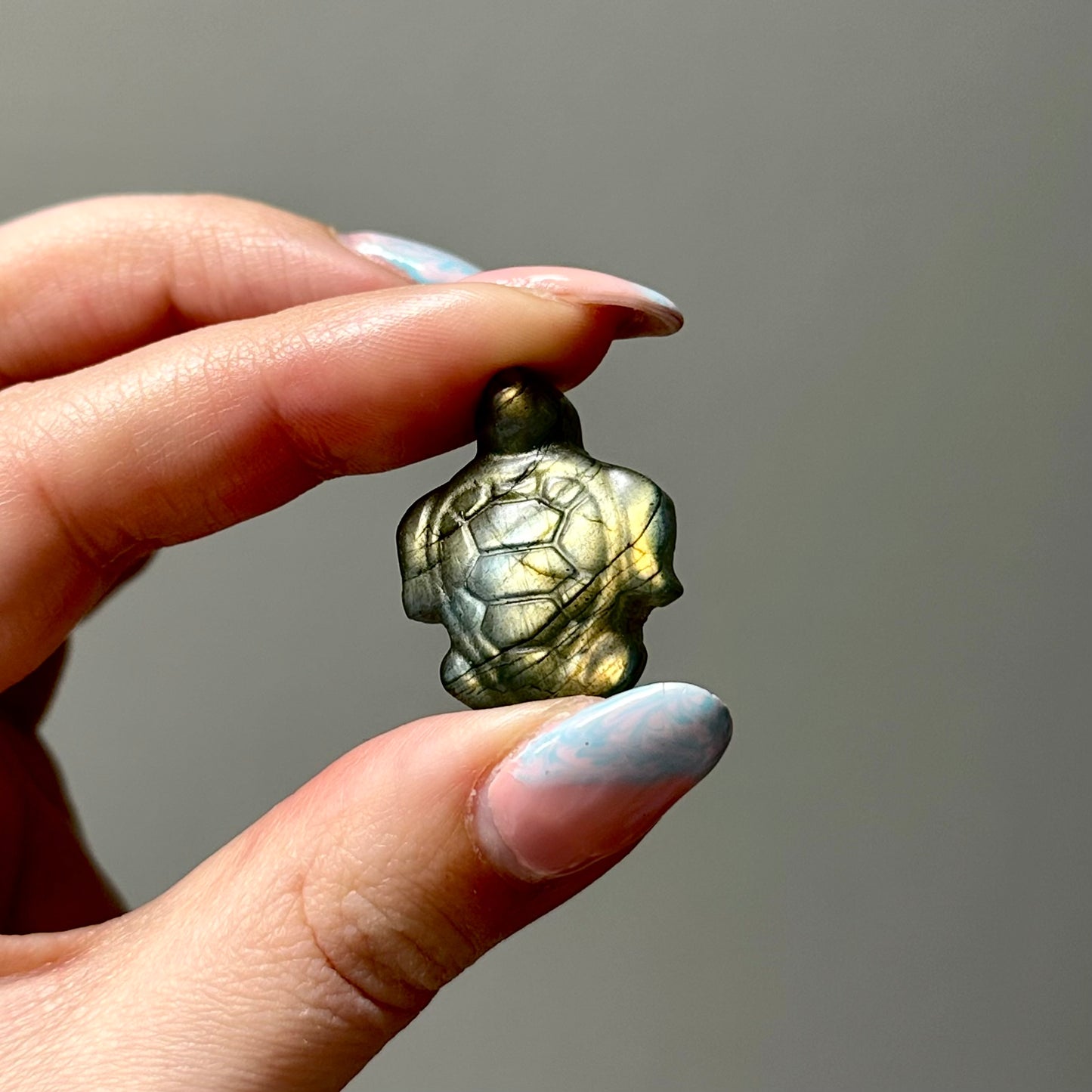 Labradoriet schildpadje