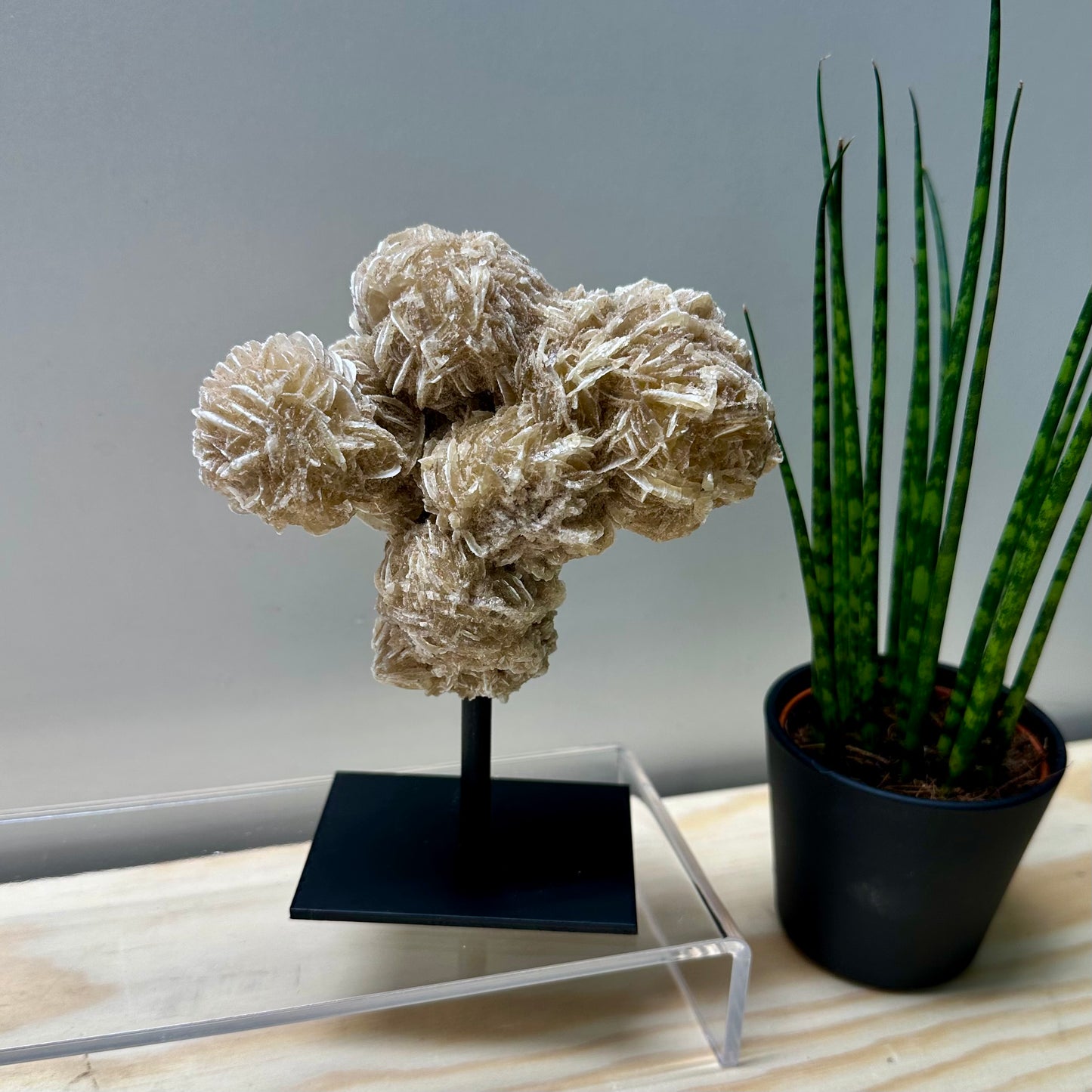 Woestijnroos op standaard