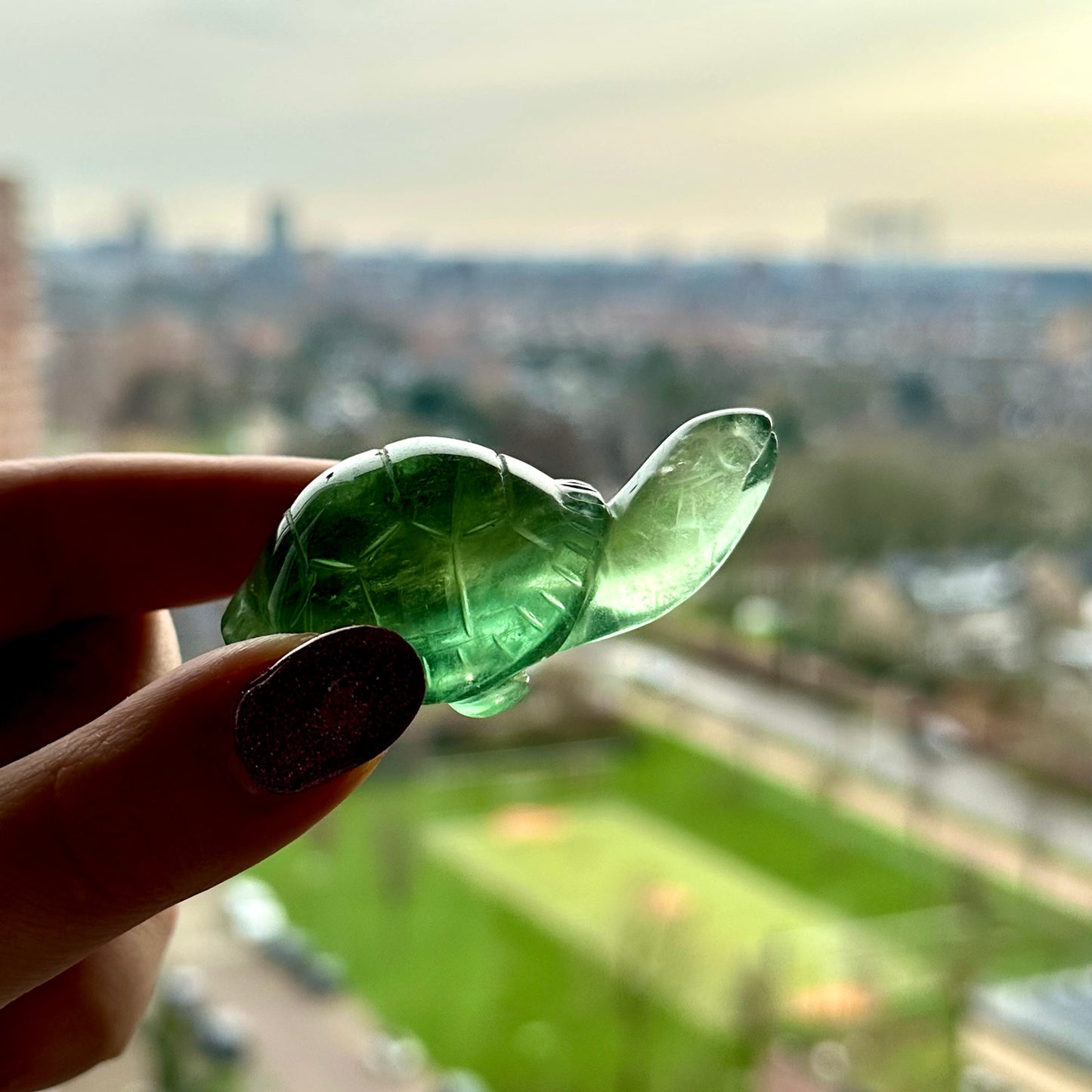 Fluoriet schildpadden