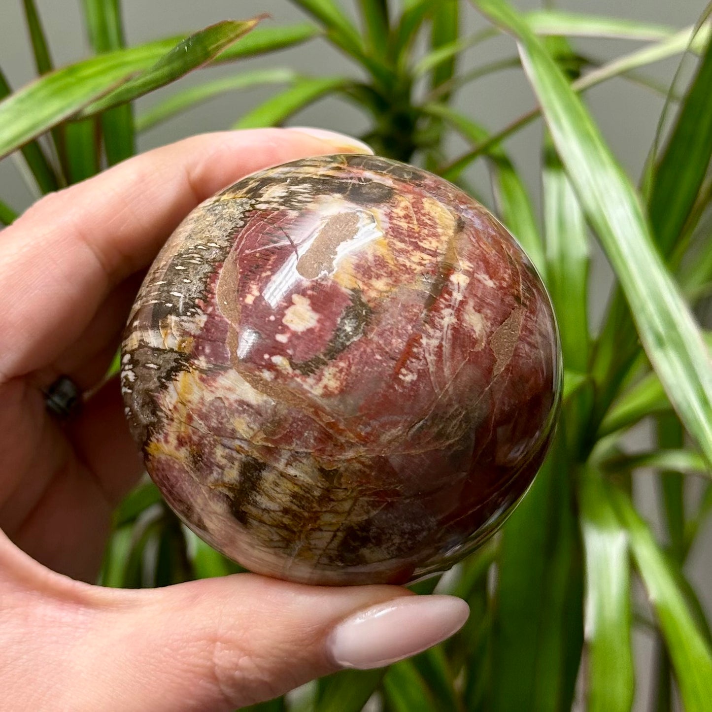 Versteend hout bol #7