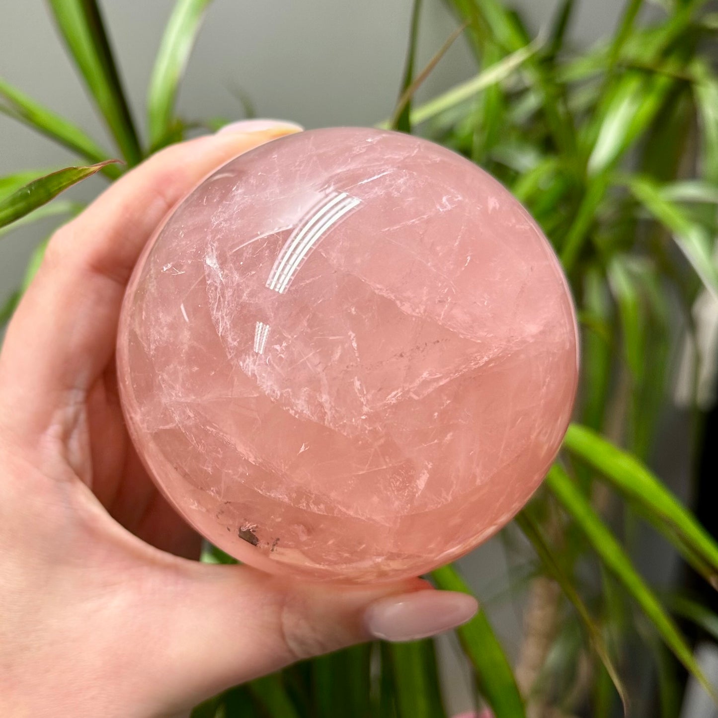 Rozenkwarts bol A kwaliteit XL
