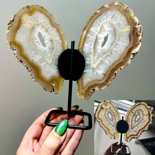 Agaat vlinder op zwart standaard