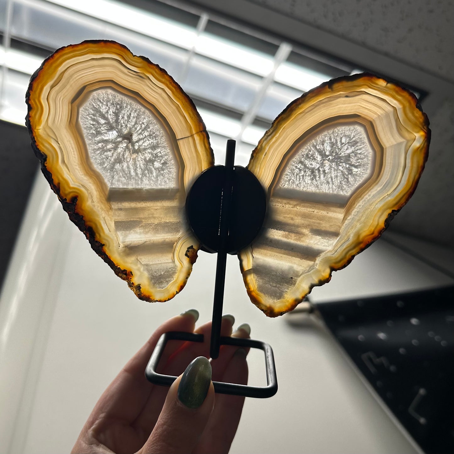 Set vlinders grijs/bruin