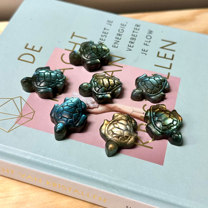 Labradoriet schildpadje