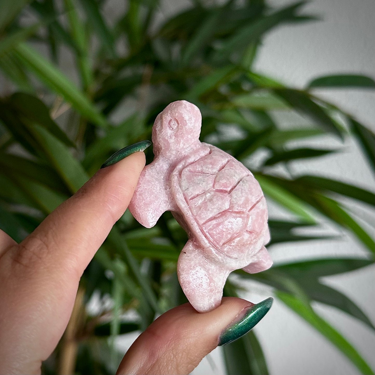 Roze Andes opaal schildpad