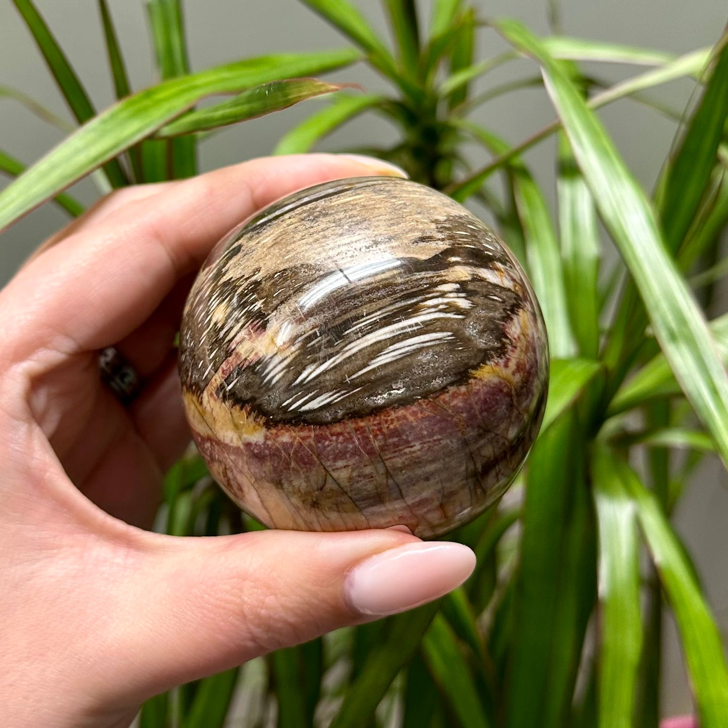 Versteend hout bol #7