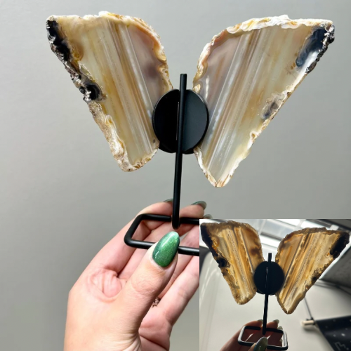 Agaat vlinder op zwart standaard