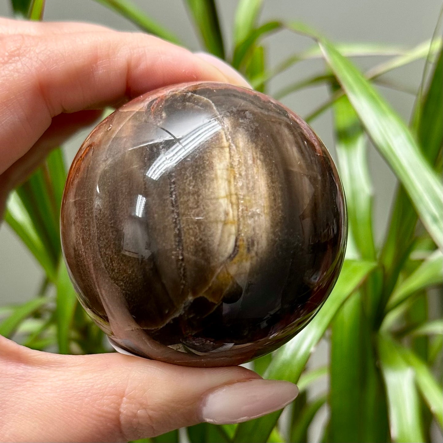 Versteend hout bol #4