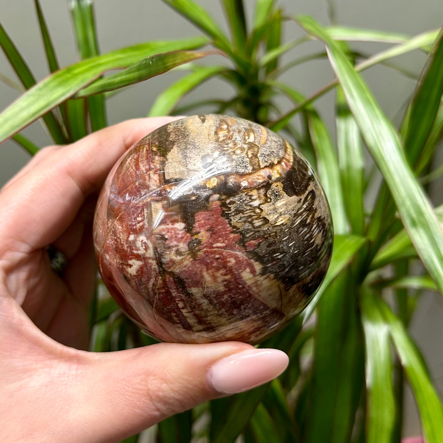 Versteend hout bol #7