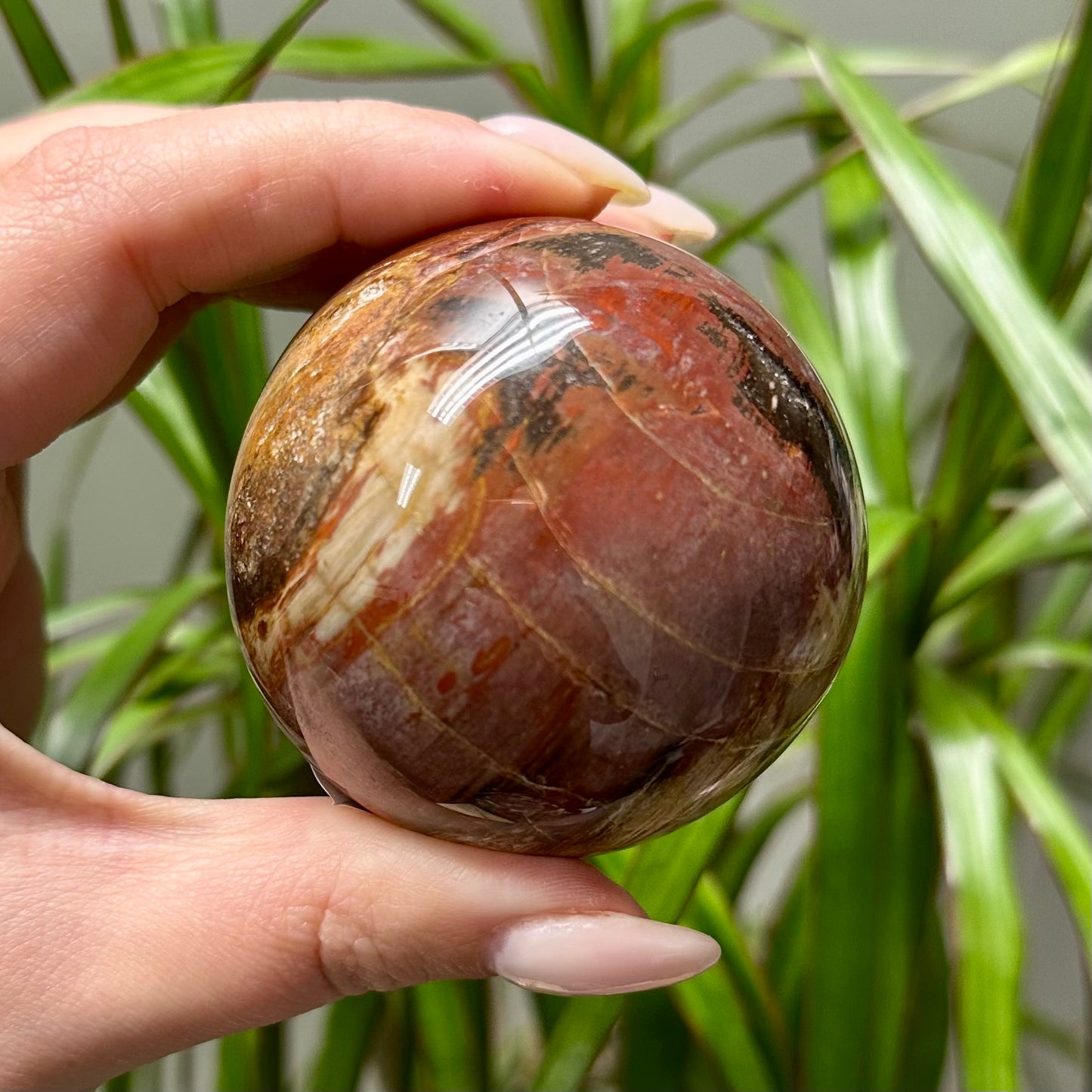 Versteend hout bol #4