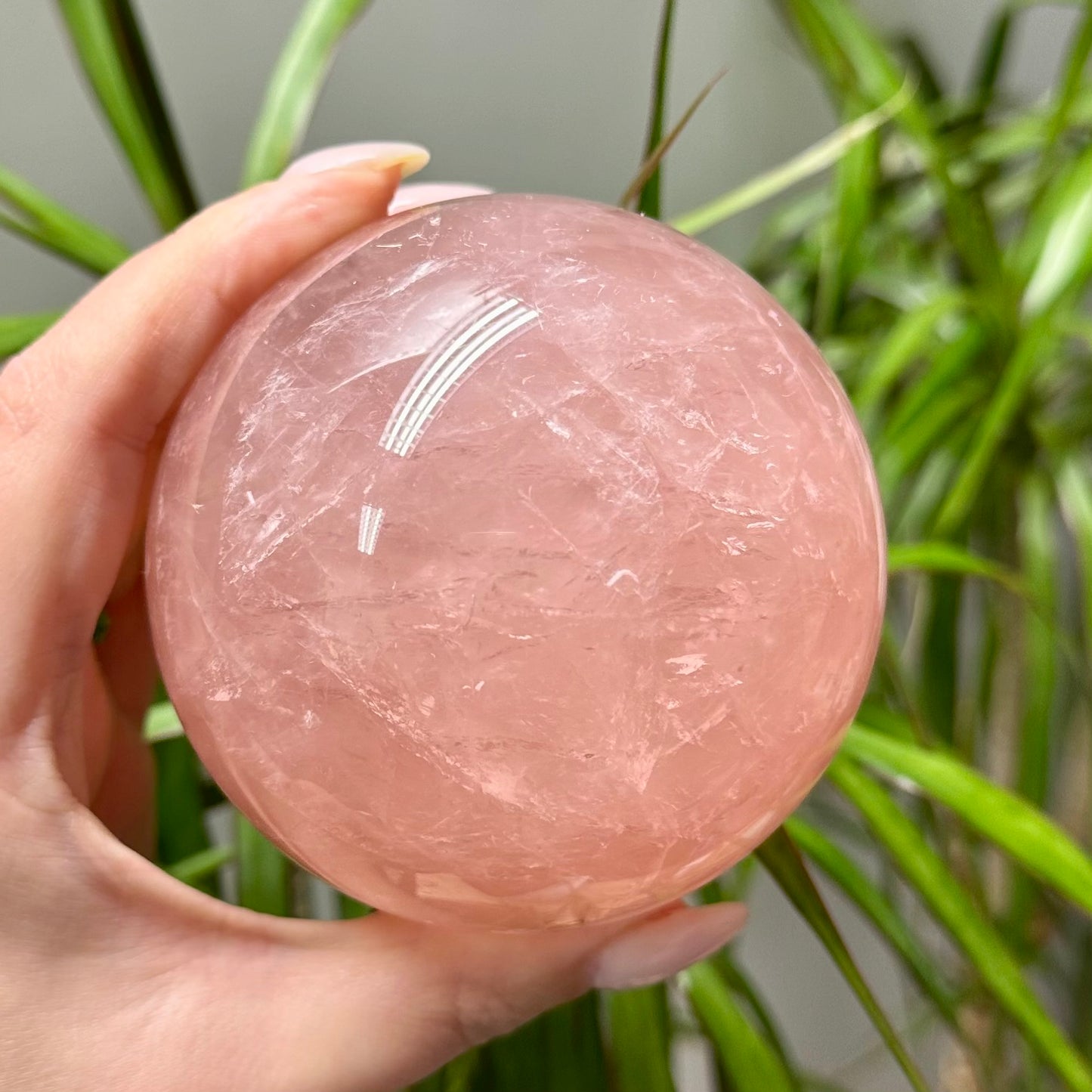 Rozenkwarts bol A kwaliteit XL