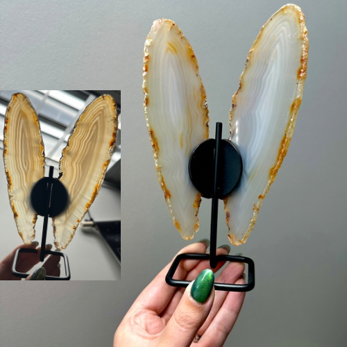 Agaat vlinder op zwart standaard