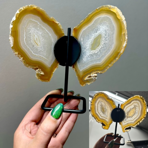 Agaat vlinder op zwart standaard