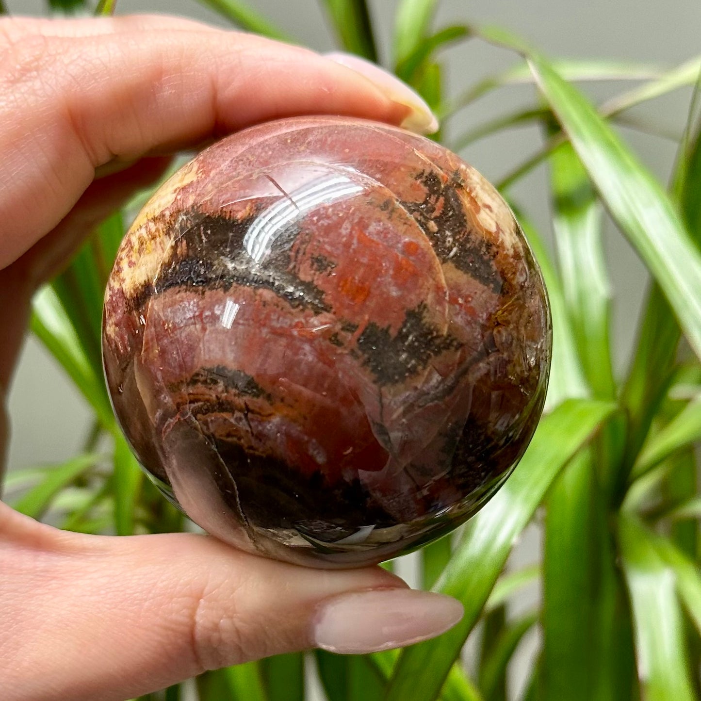 Versteend hout bol #4