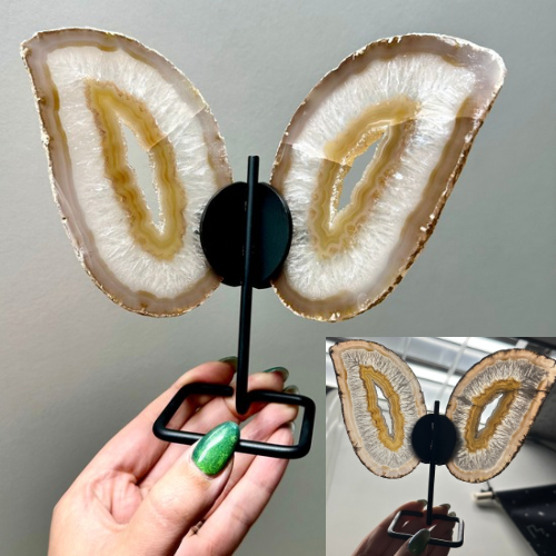 Agaat vlinder op zwart standaard