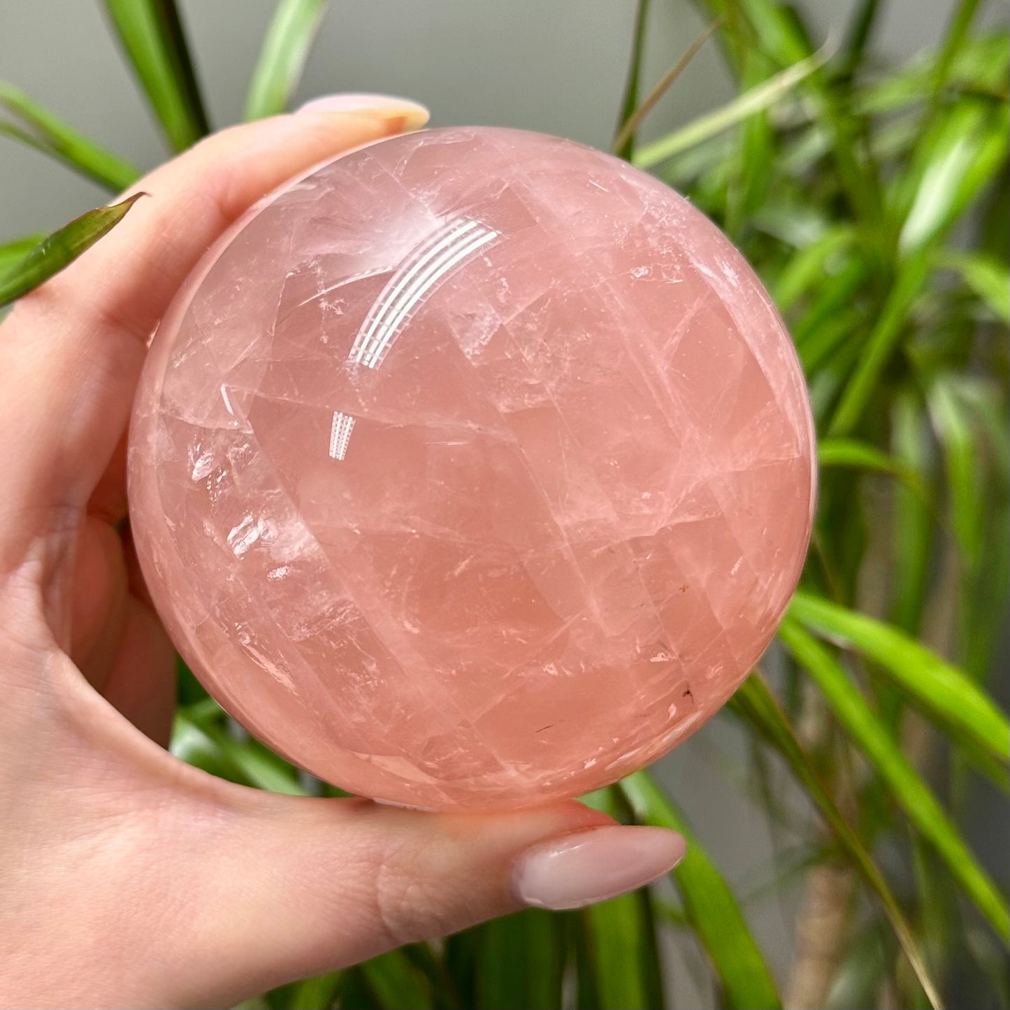 Rozenkwarts bol A kwaliteit XL