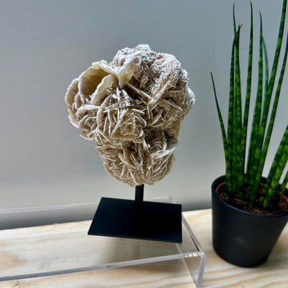 Woestijnroos op standaard