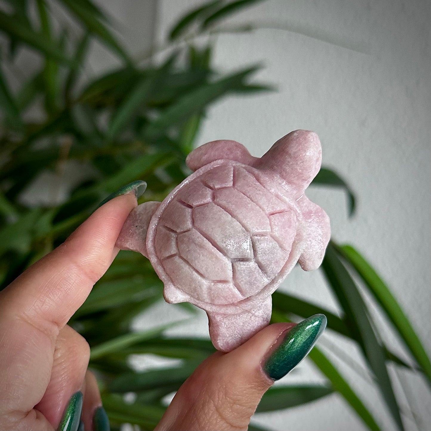 Roze Andes opaal schildpad