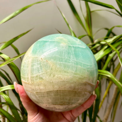 Pistache calciet bol XL