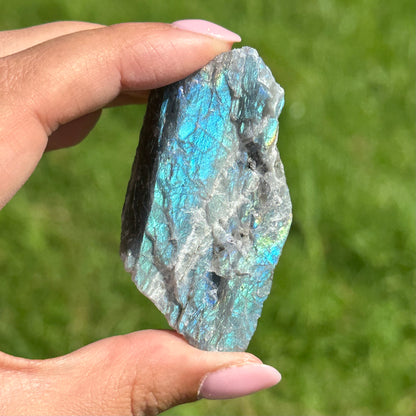 Labradoriet brok met flash