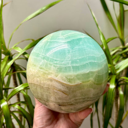 Pistache calciet bol XL