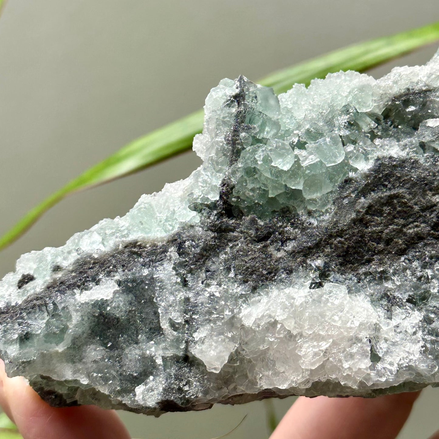 Sugar fluoriet special!