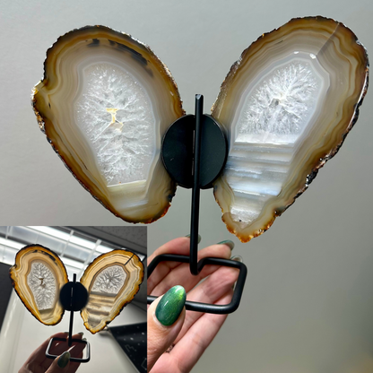 Agaat vlinder op zwart standaard