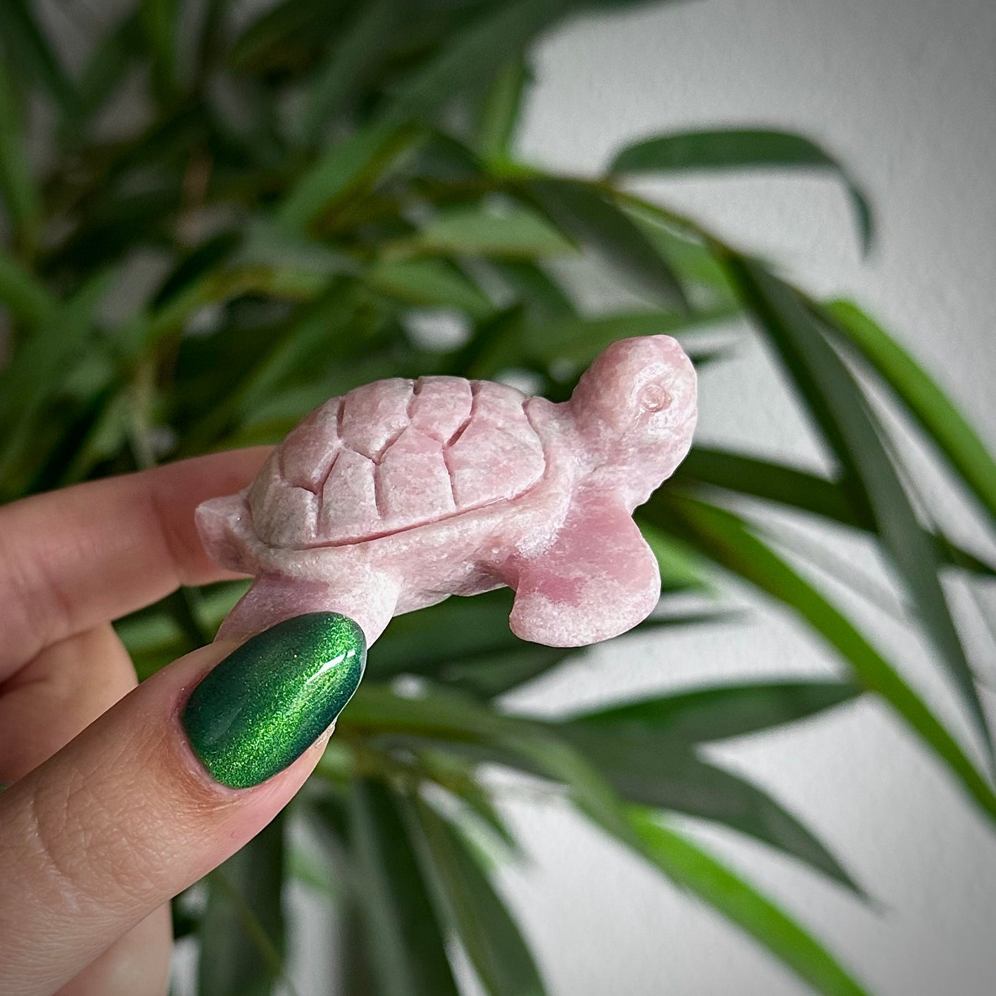 Roze Andes opaal schildpad