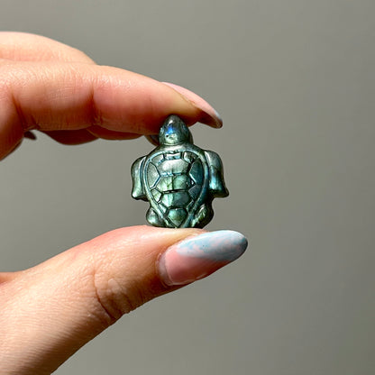 Labradoriet schildpadje