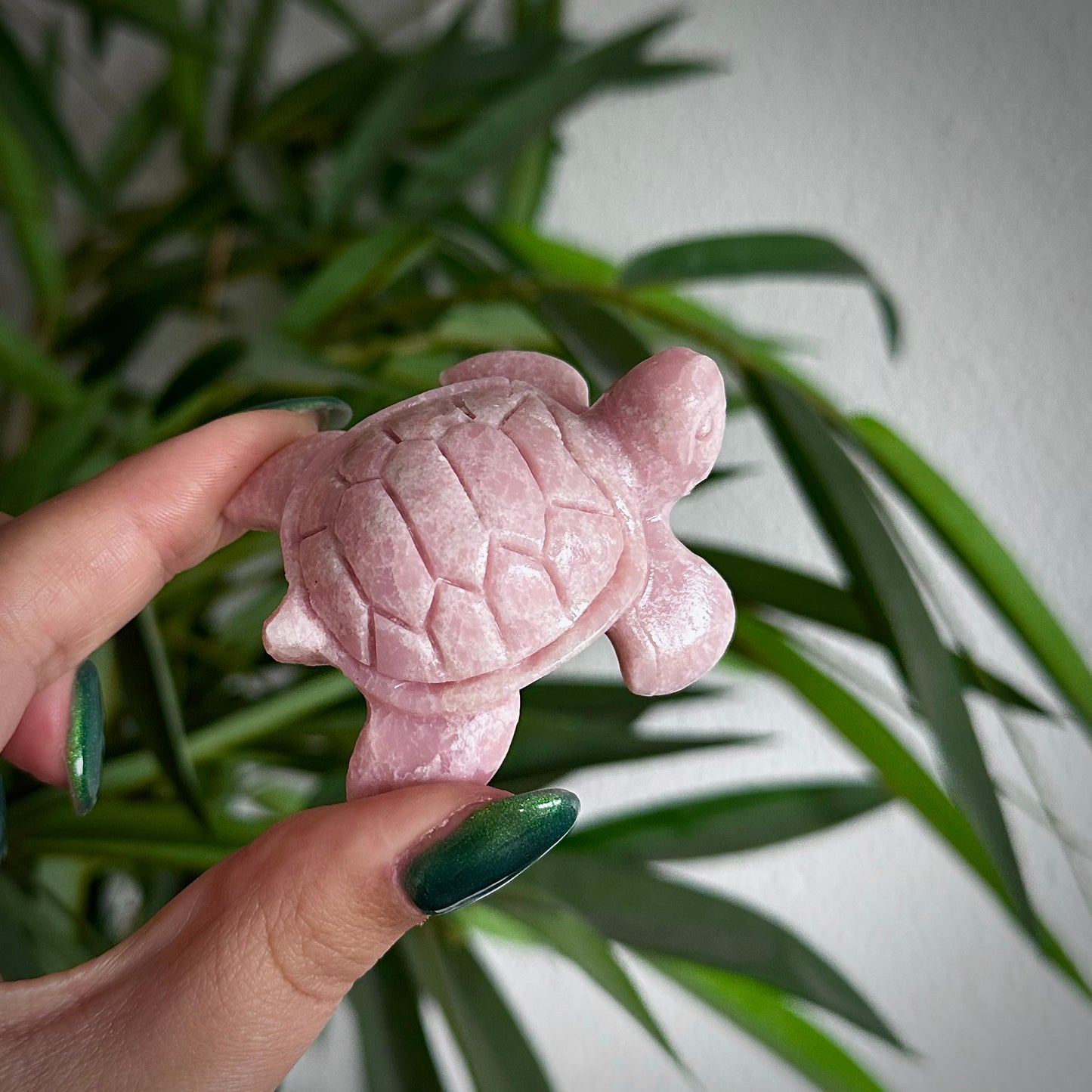 Roze Andes opaal schildpad