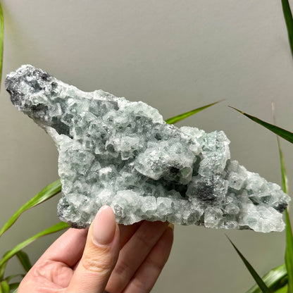 Sugar fluoriet special!