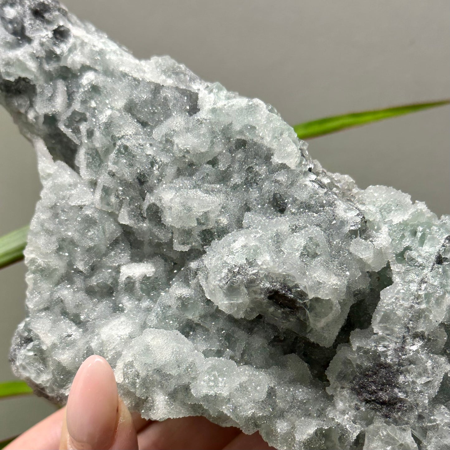 Sugar fluoriet special!