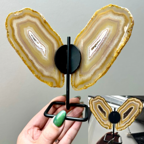 Agaat vlinder op zwart standaard