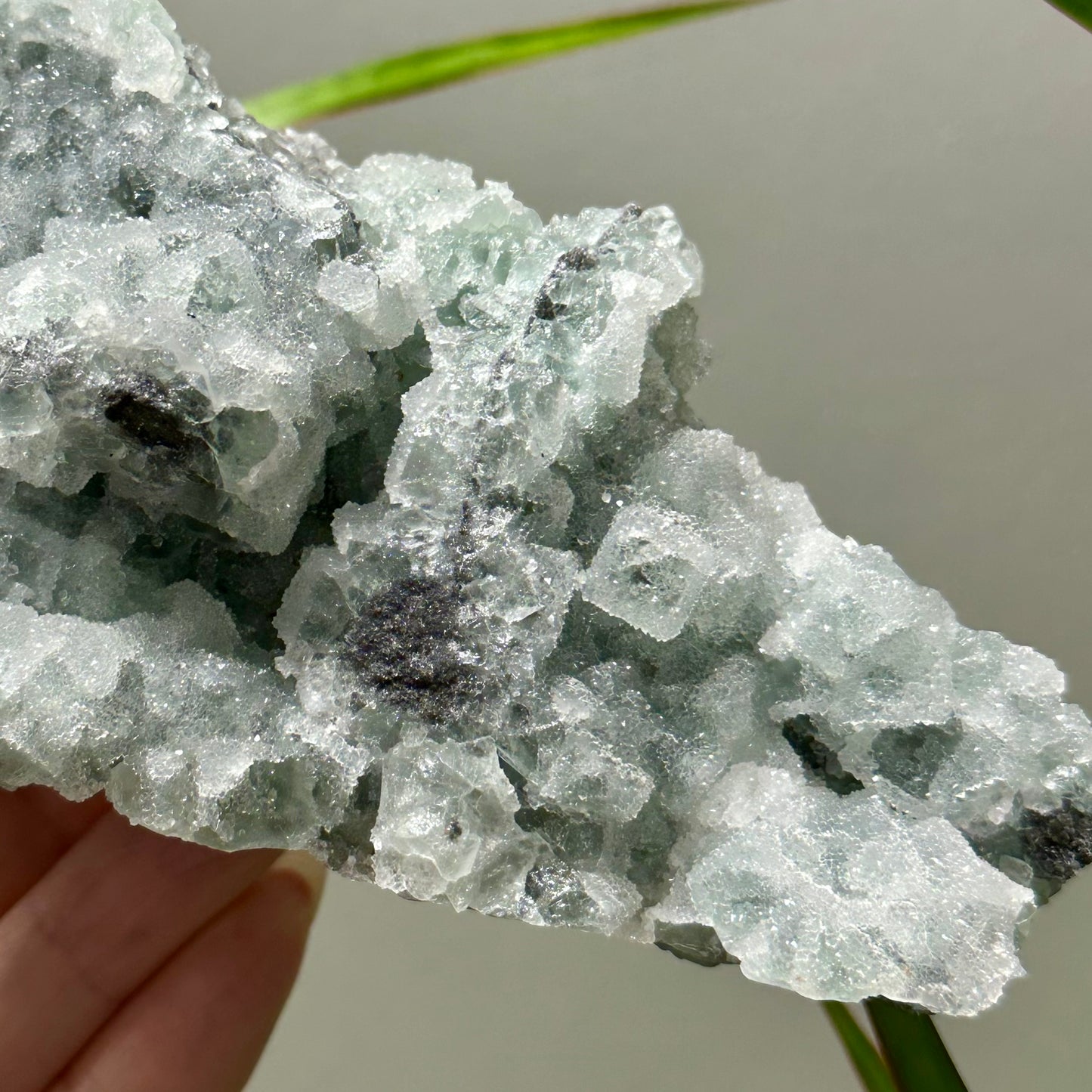 Sugar fluoriet special!