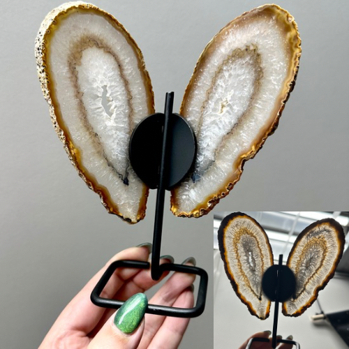 Agaat vlinder op zwart standaard