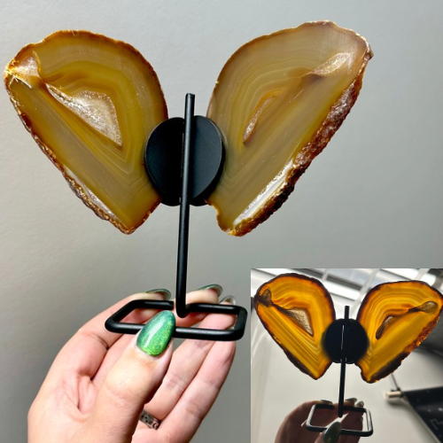 Agaat vlinder op zwart standaard