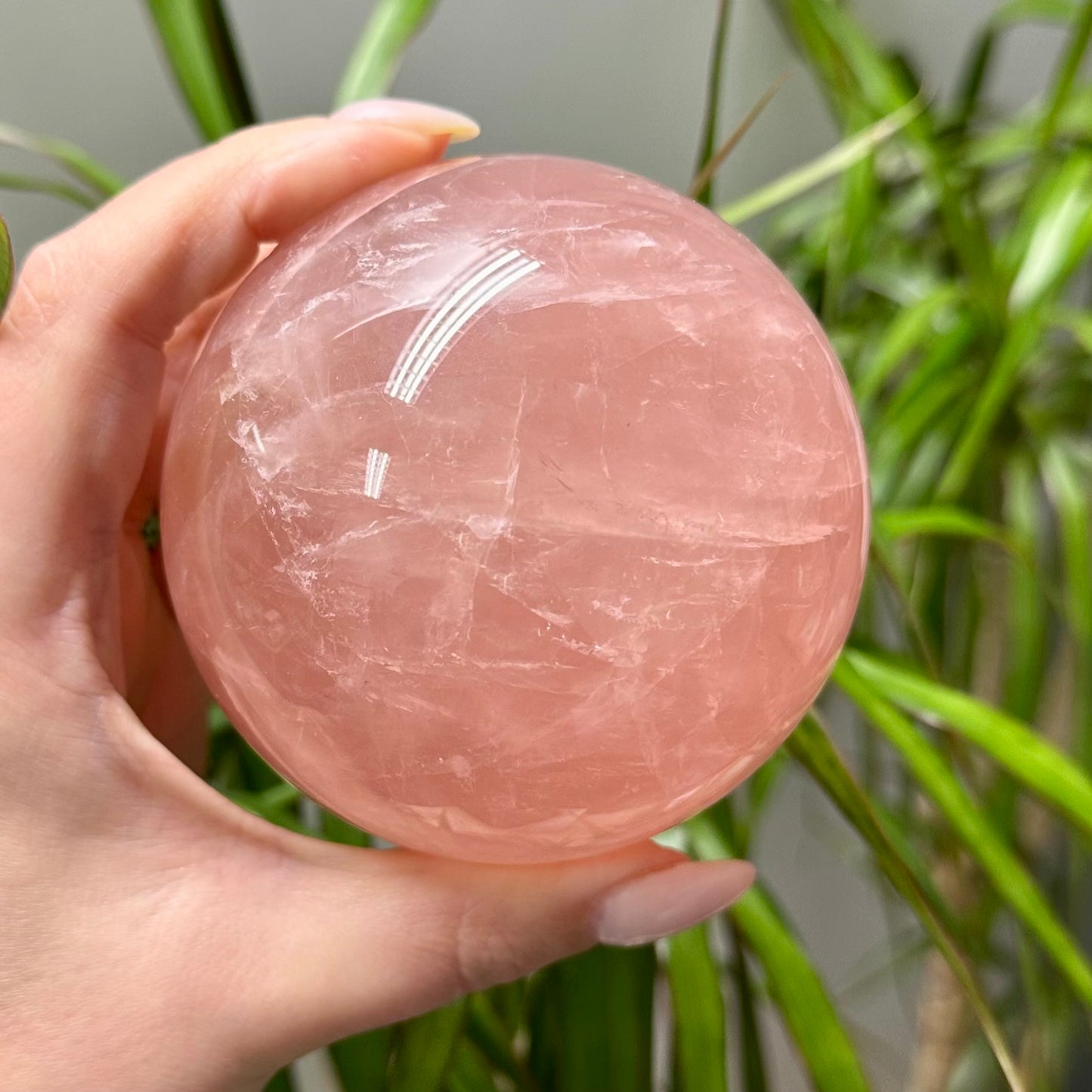 Rozenkwarts bol A kwaliteit XL