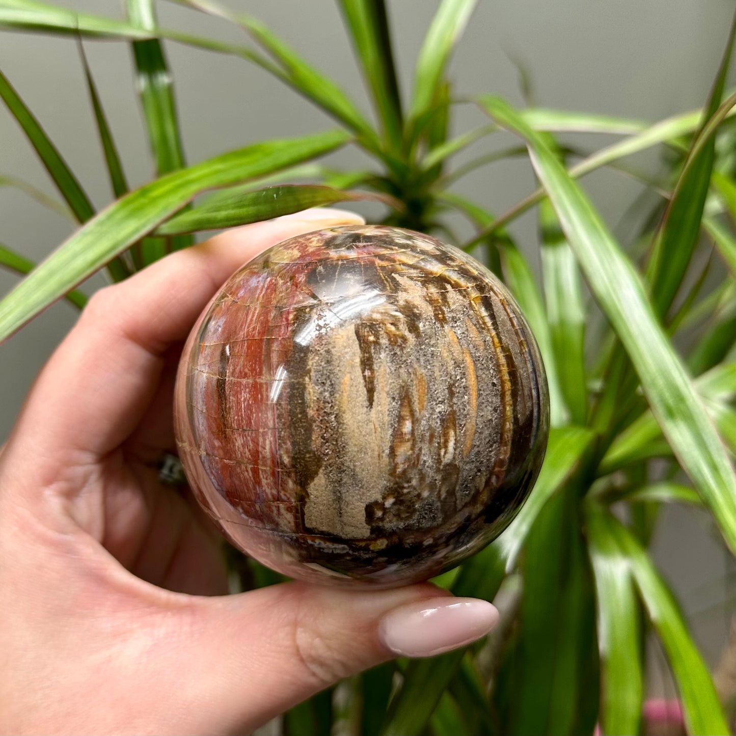 Versteend hout bol #7