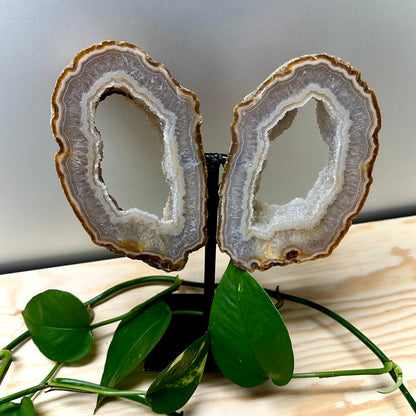 Agaat vlinder op standaard