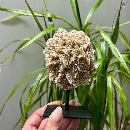 Woestijnroos op standaard