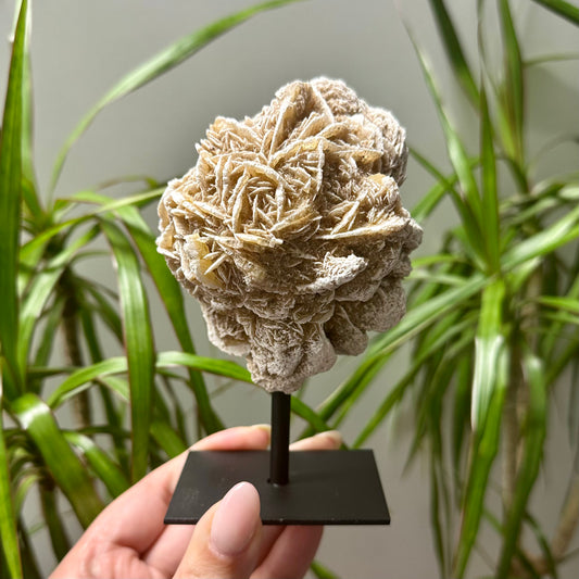 Woestijnroos op standaard