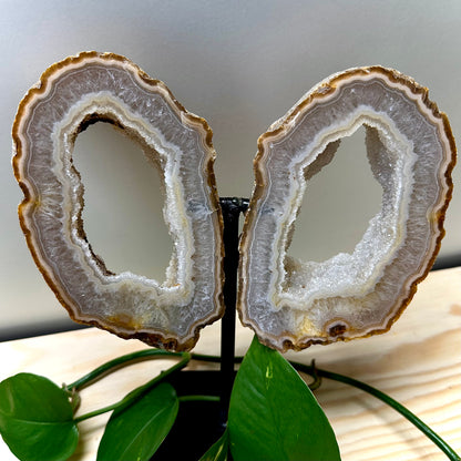 Agaat vlinder op standaard