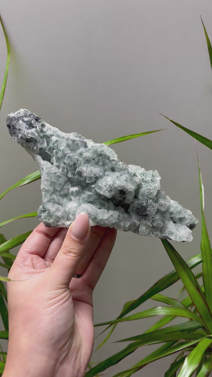 Sugar fluoriet special!